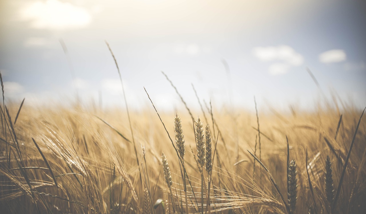 Online MBA in Agri-Business Management